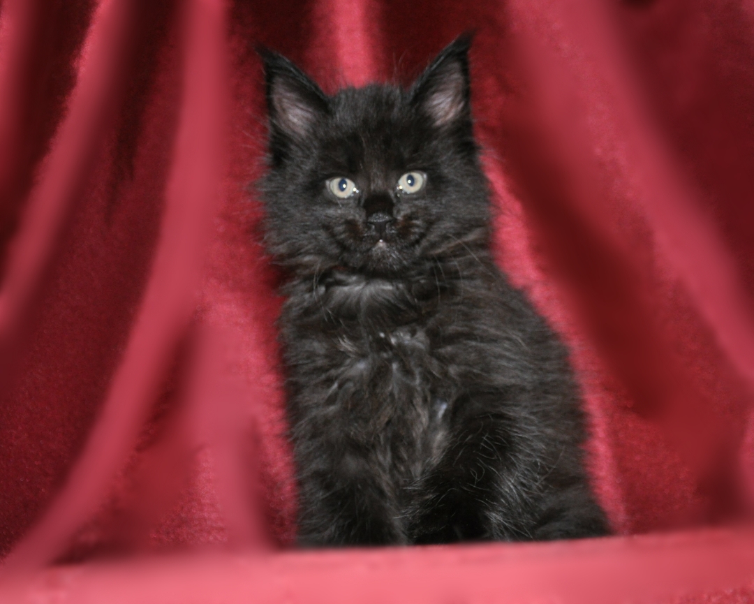 A black cat sitting on top of a red blanket.