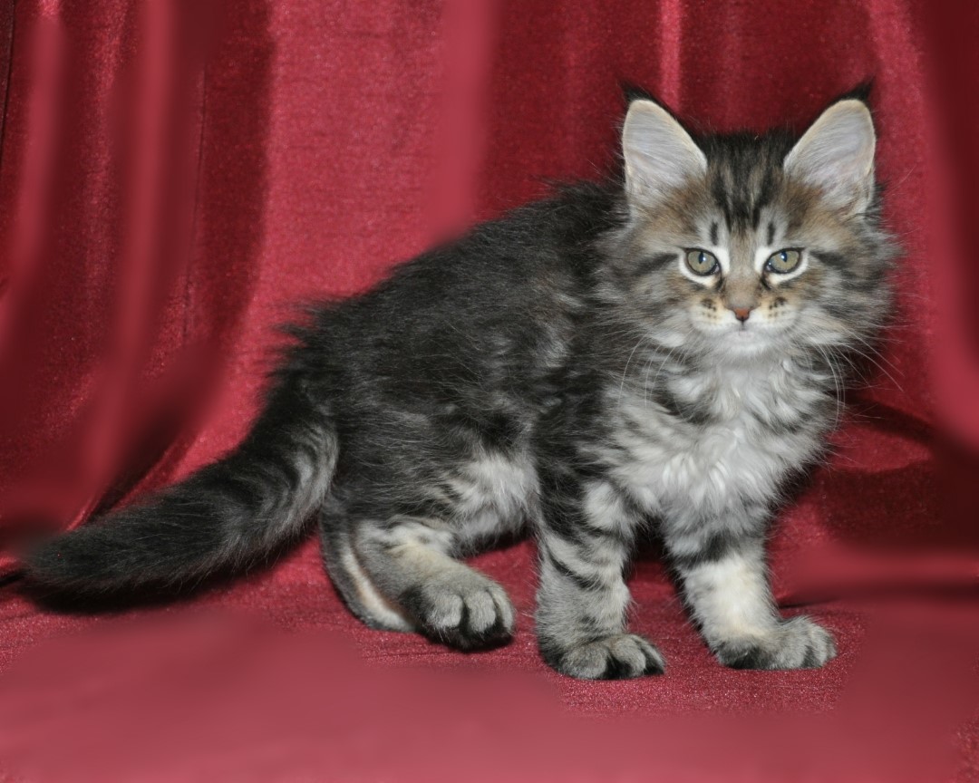 A cat sitting on top of a red blanket.