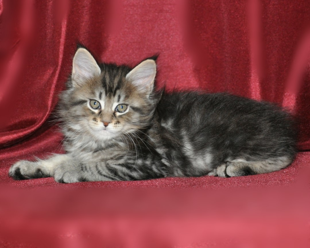 A cat is sitting on the red chair