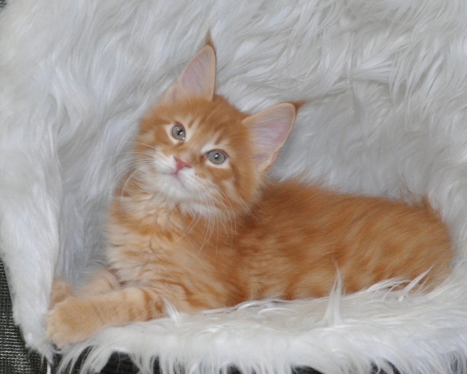 A cat is laying on the fur of a chair.