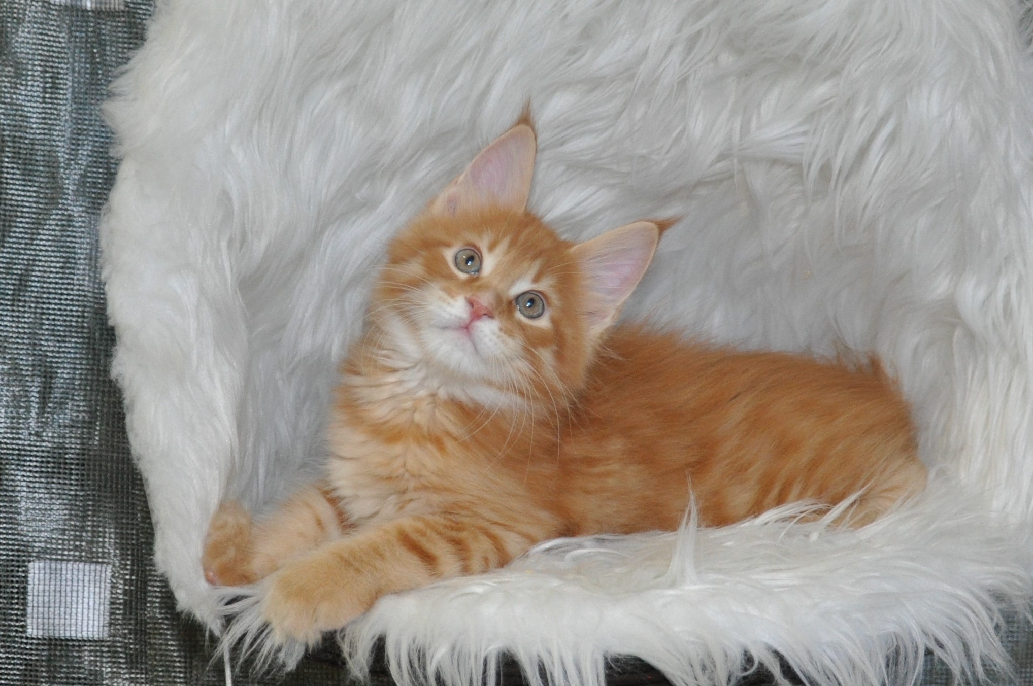 A cat laying on top of a white blanket.
