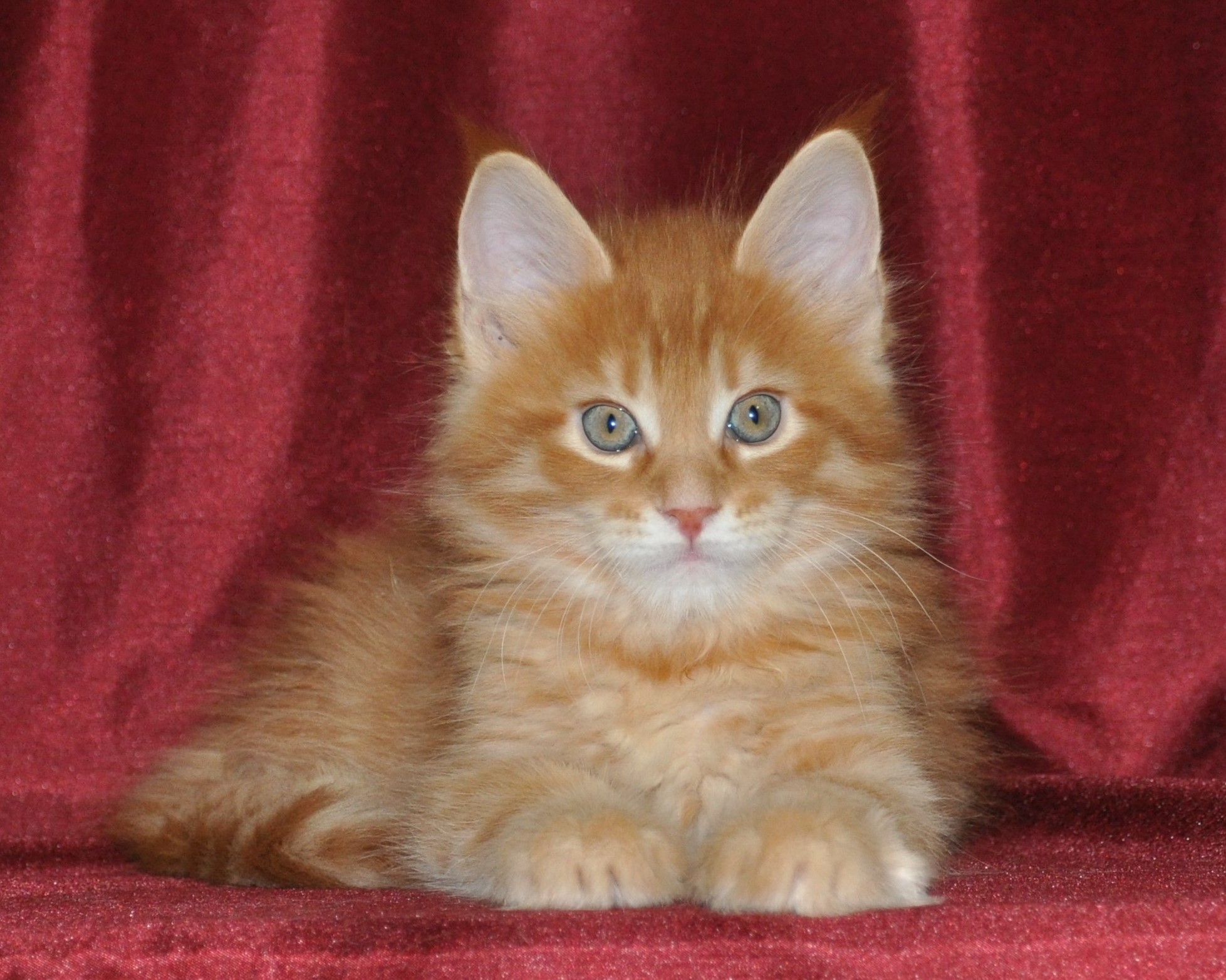 A cat sitting on top of a red blanket.