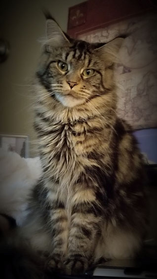 A cat sitting on top of a bed looking at the camera.