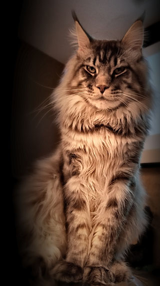 A cat sitting on top of the floor looking at something.