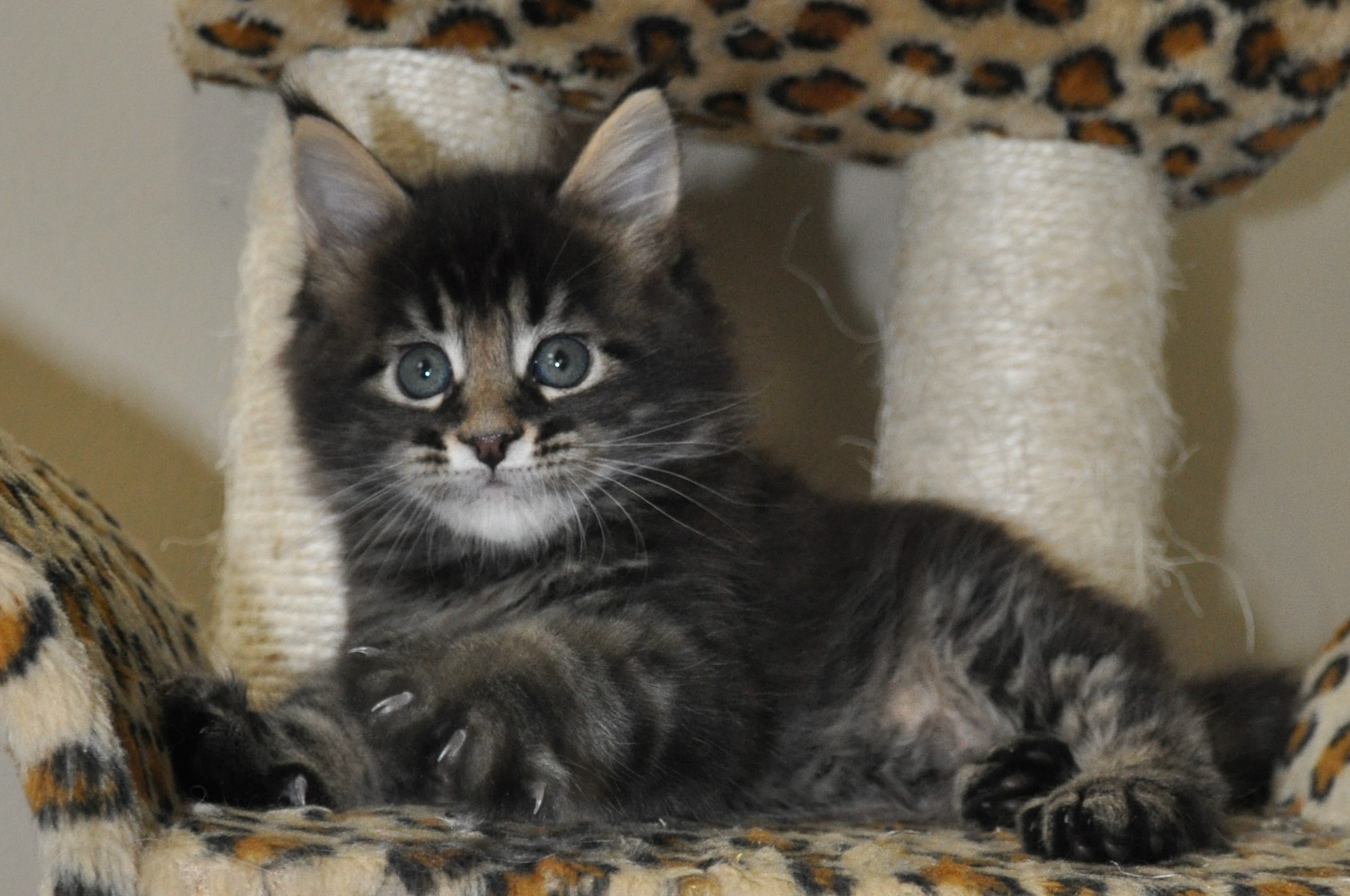 A cat is sitting on the couch and looking at something.