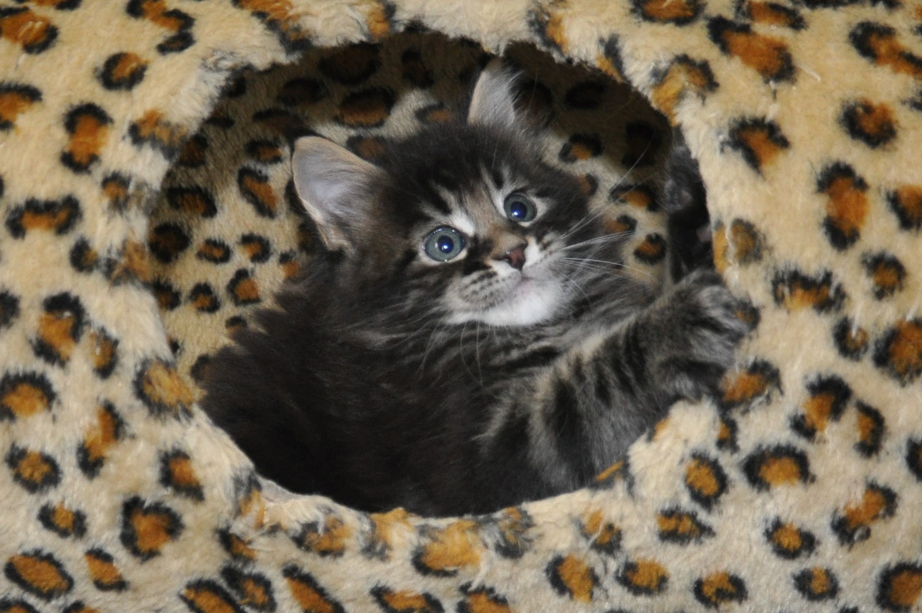 A cat is laying in the hole of its bed.