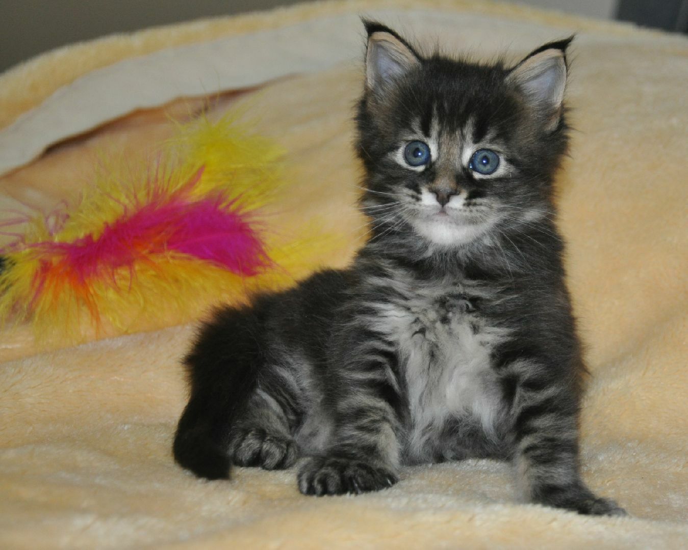 A cat sitting on top of a blanket next to a toy.