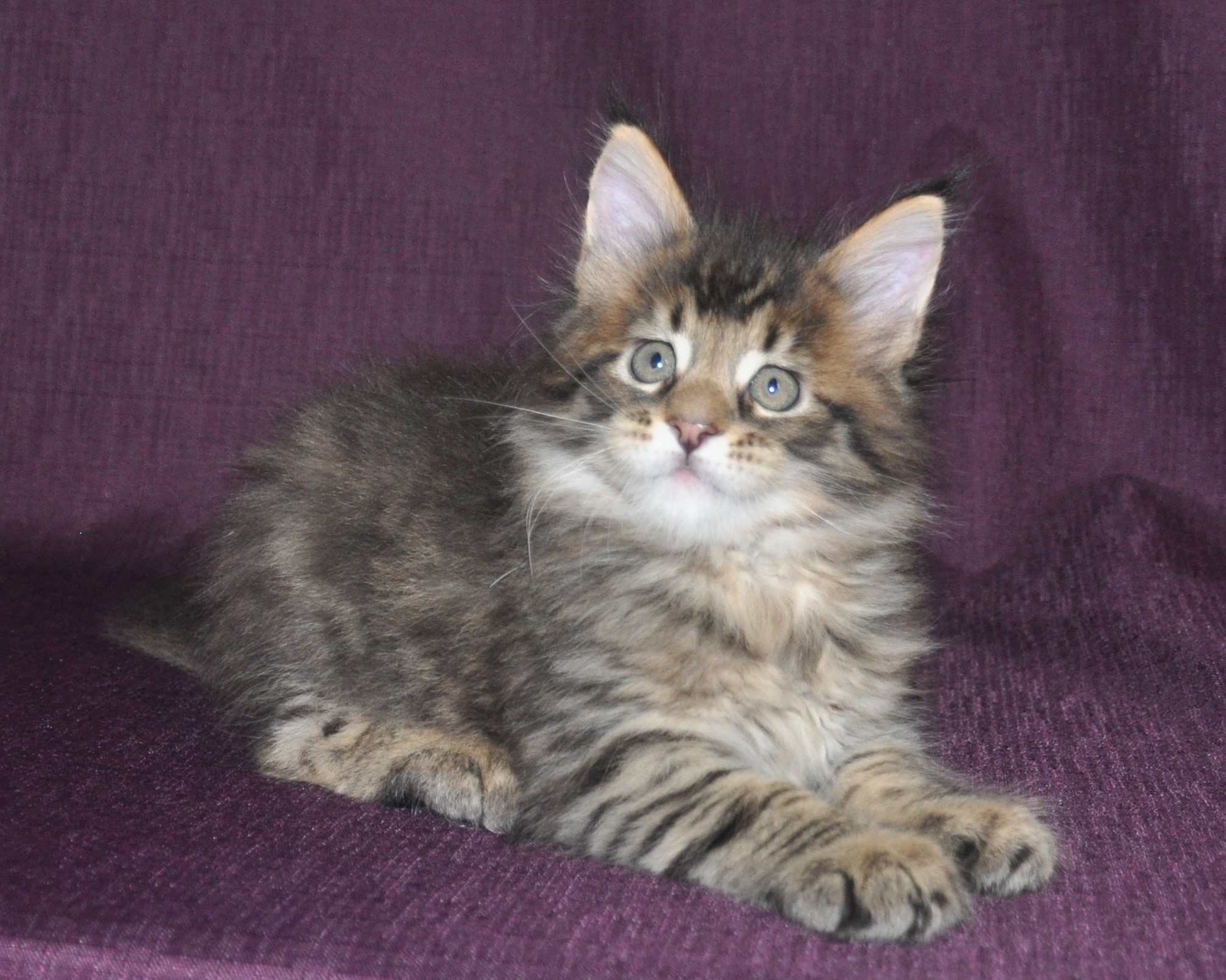 A cat is sitting on the couch looking at something.