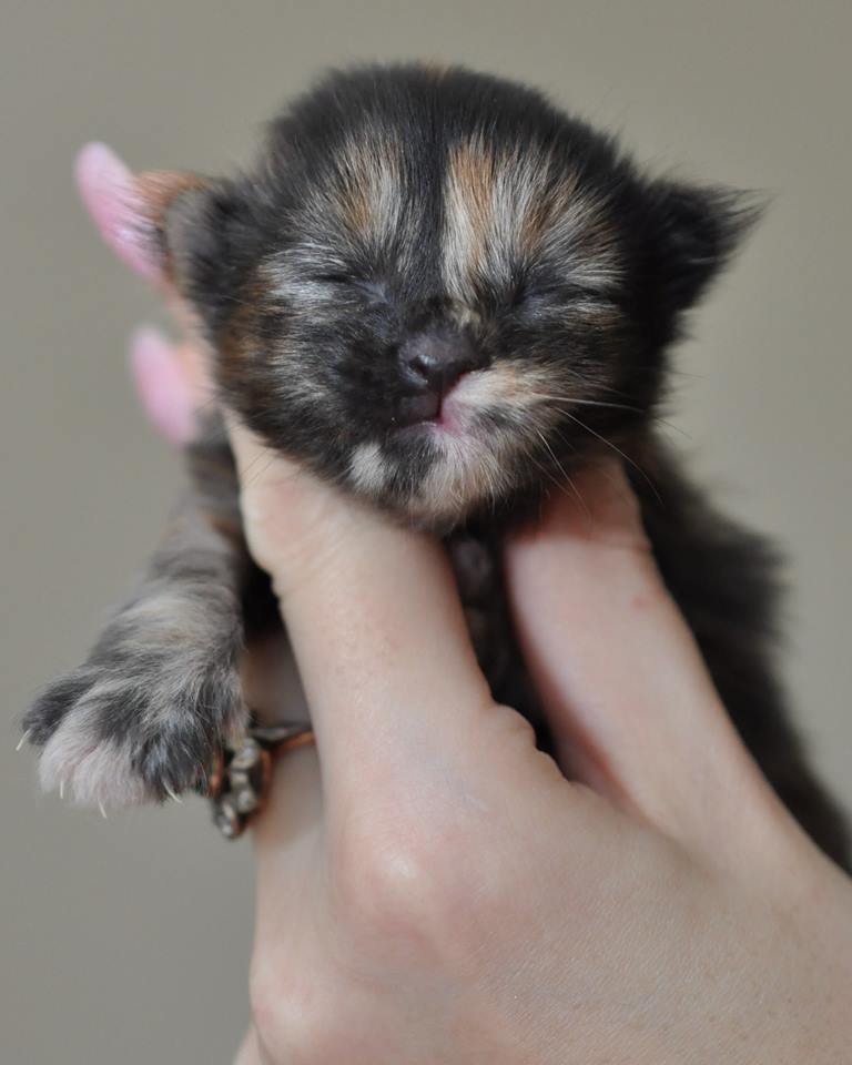 A person holding a kitten in their hand.