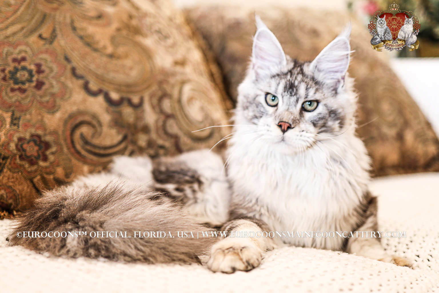 A cat laying on the floor next to pillows.