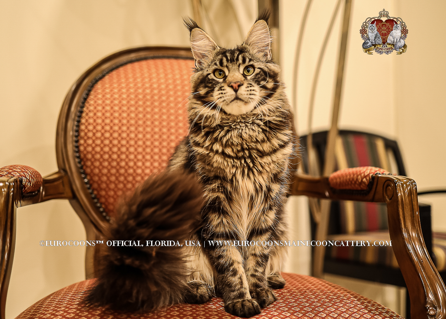 A cat sitting on top of a chair.