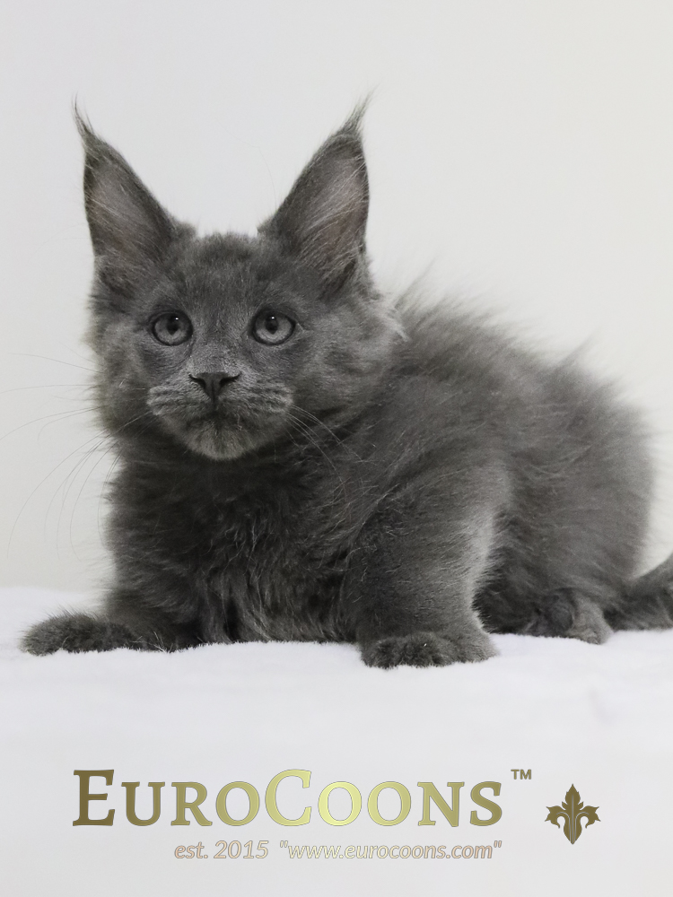 A gray kitten sitting on top of a white blanket.