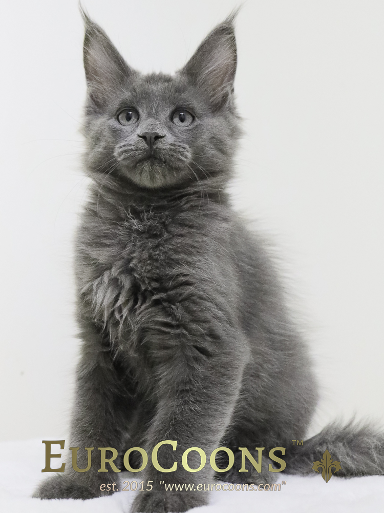 A gray cat sitting on top of a white table.