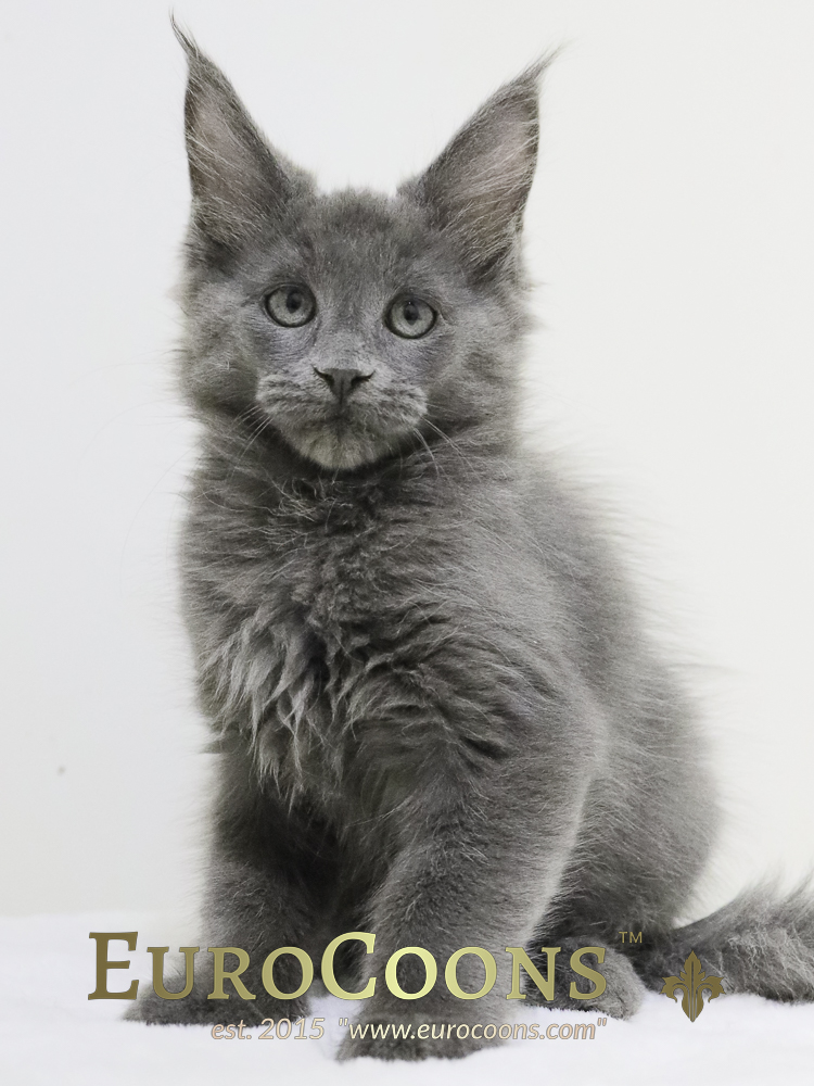 A gray cat sitting on top of a white table.