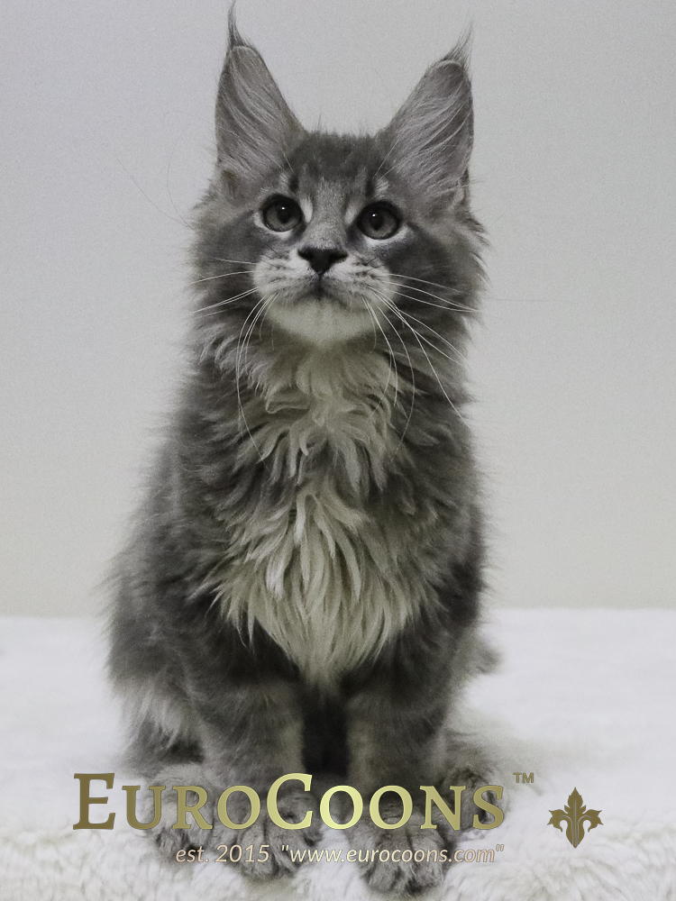 A fluffy cat sitting on top of the ground.