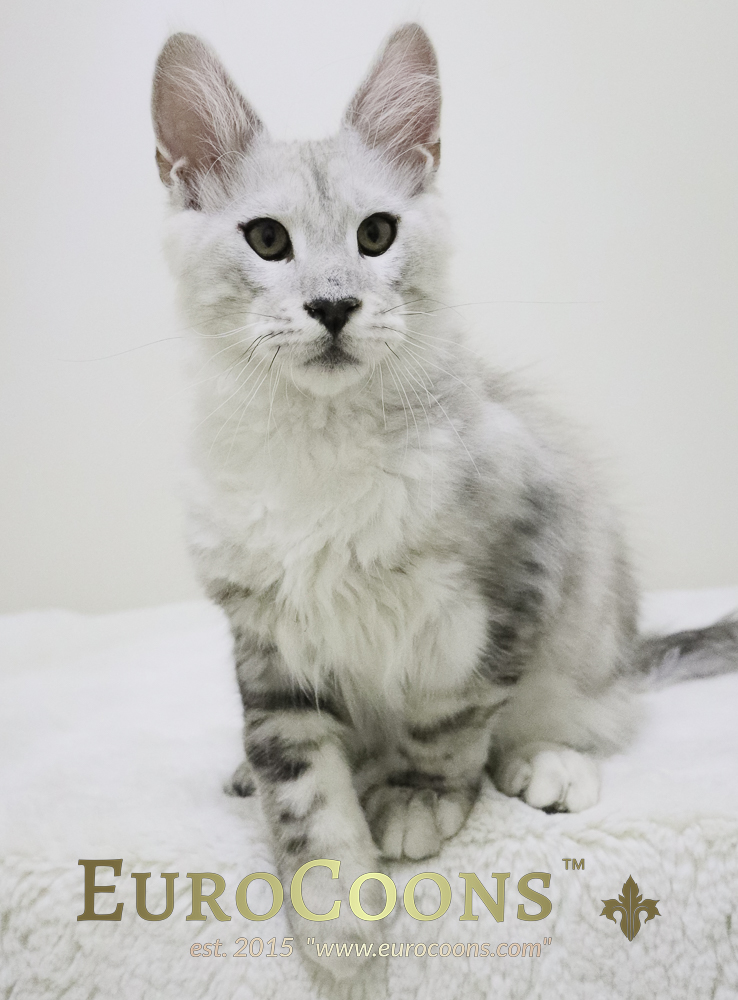 A cat sitting on top of the ground.