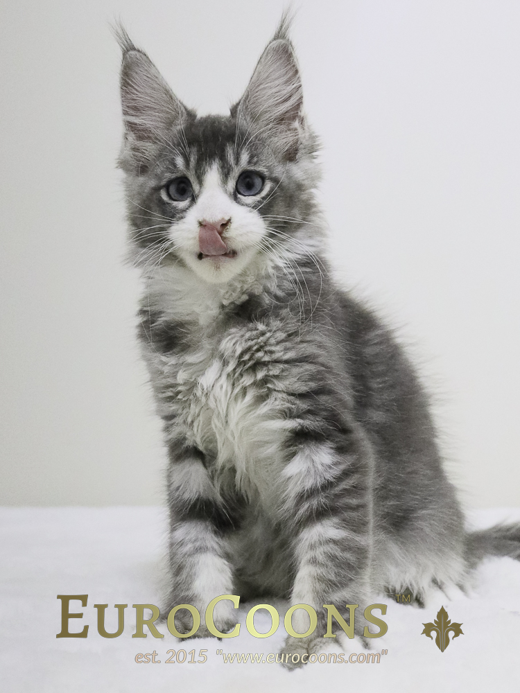 A gray and white kitten sitting on top of a blanket.