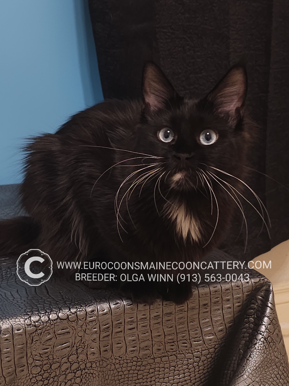 A black cat with long whiskers sitting on top of a table.