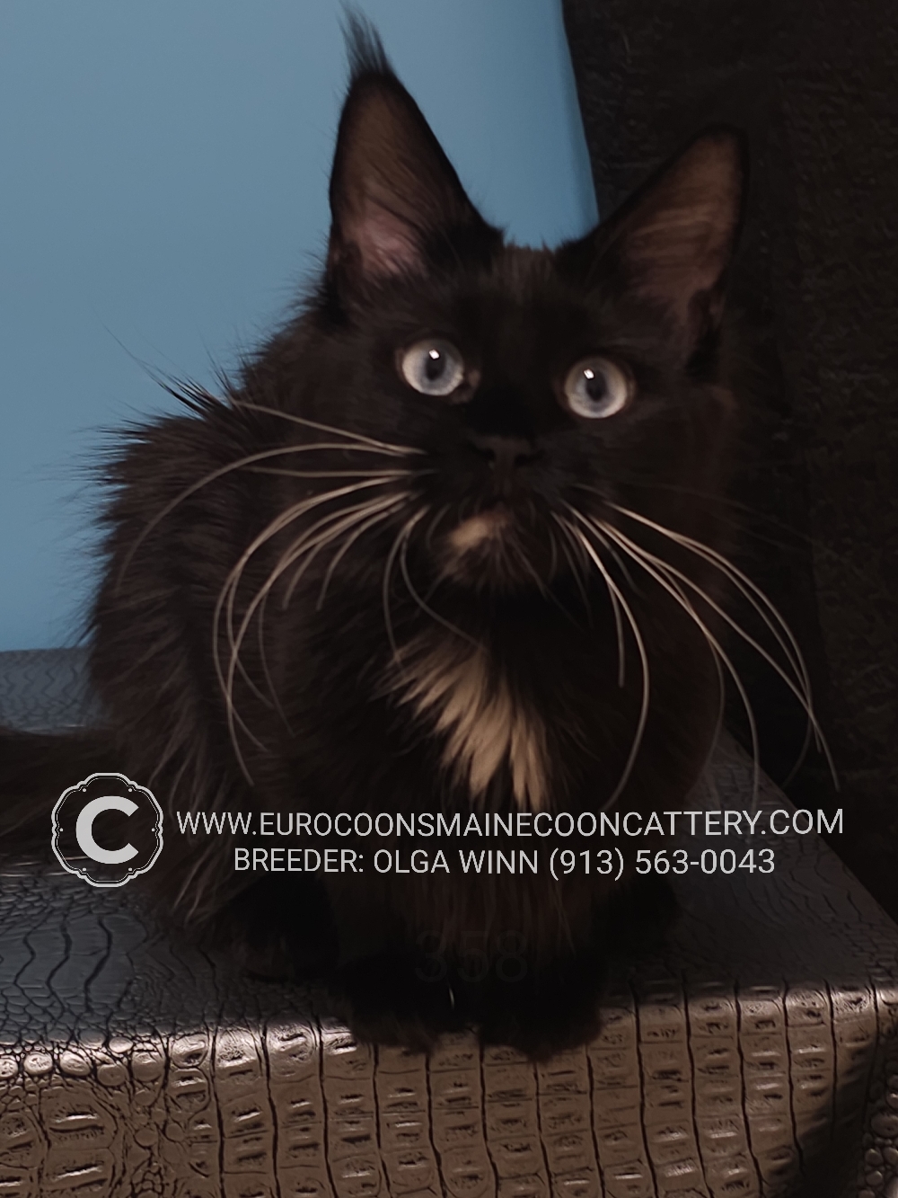 A black cat with long whiskers sitting on top of a table.