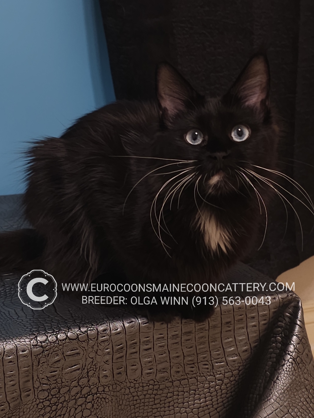 A black cat with long whiskers sitting on top of a brown chair.