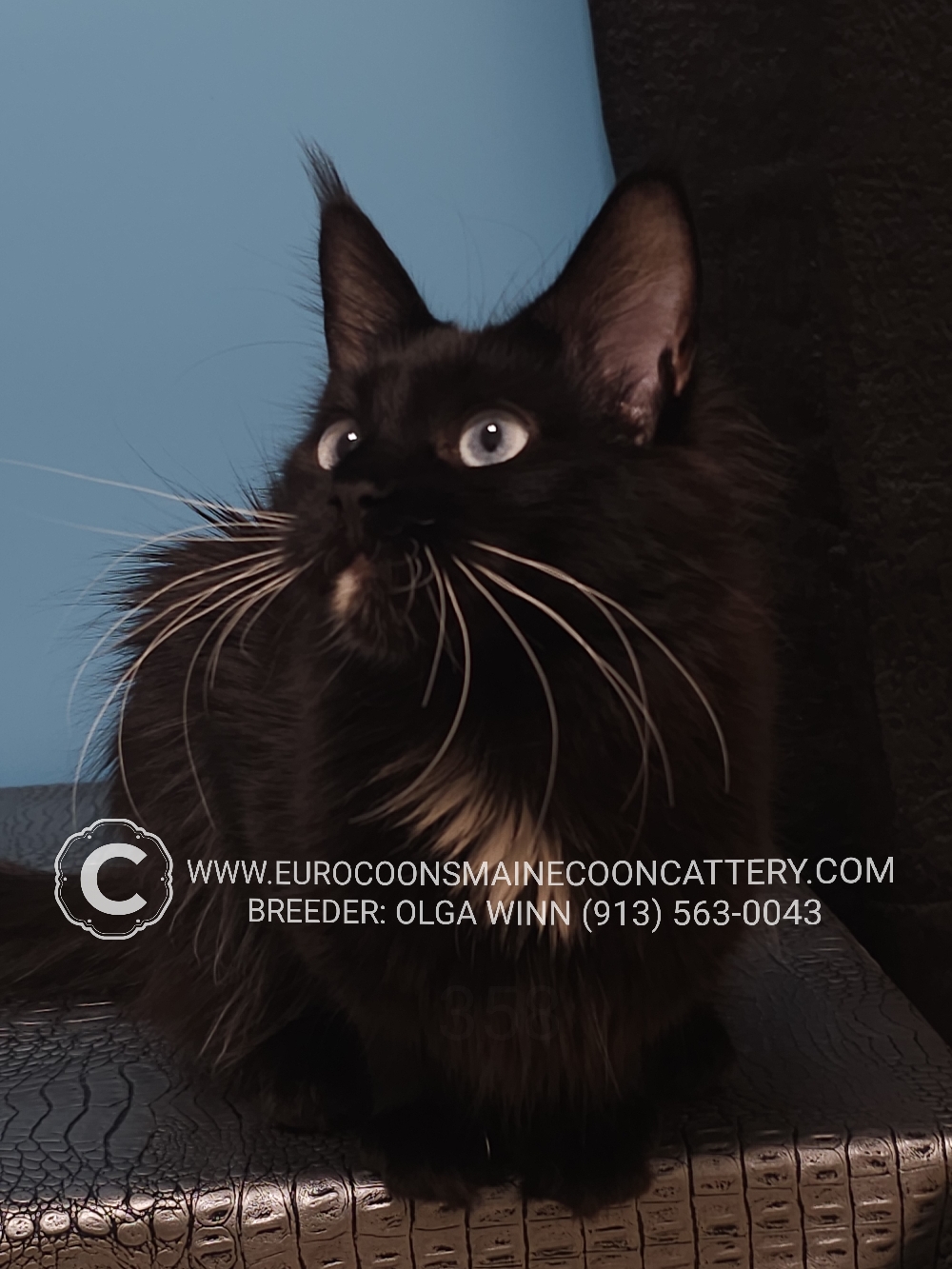 A black cat sitting on top of a table.