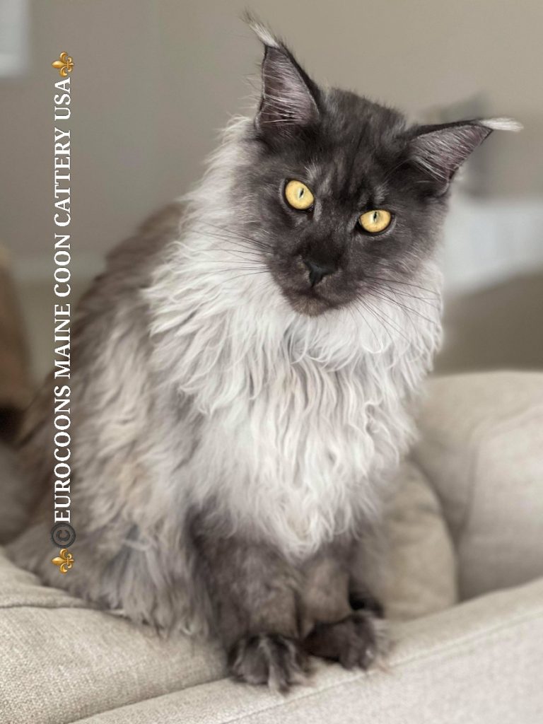 A fluffy cat sitting on top of a couch.