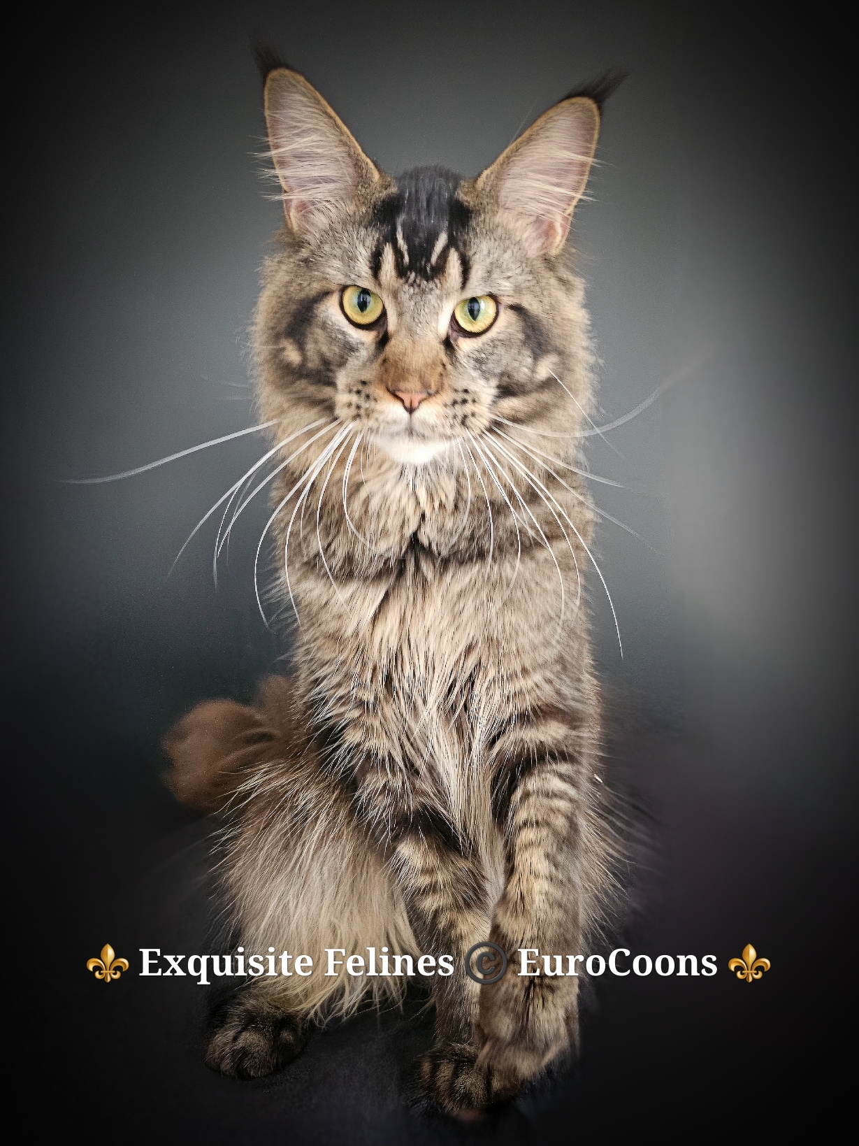 A cat is standing up looking at the camera.