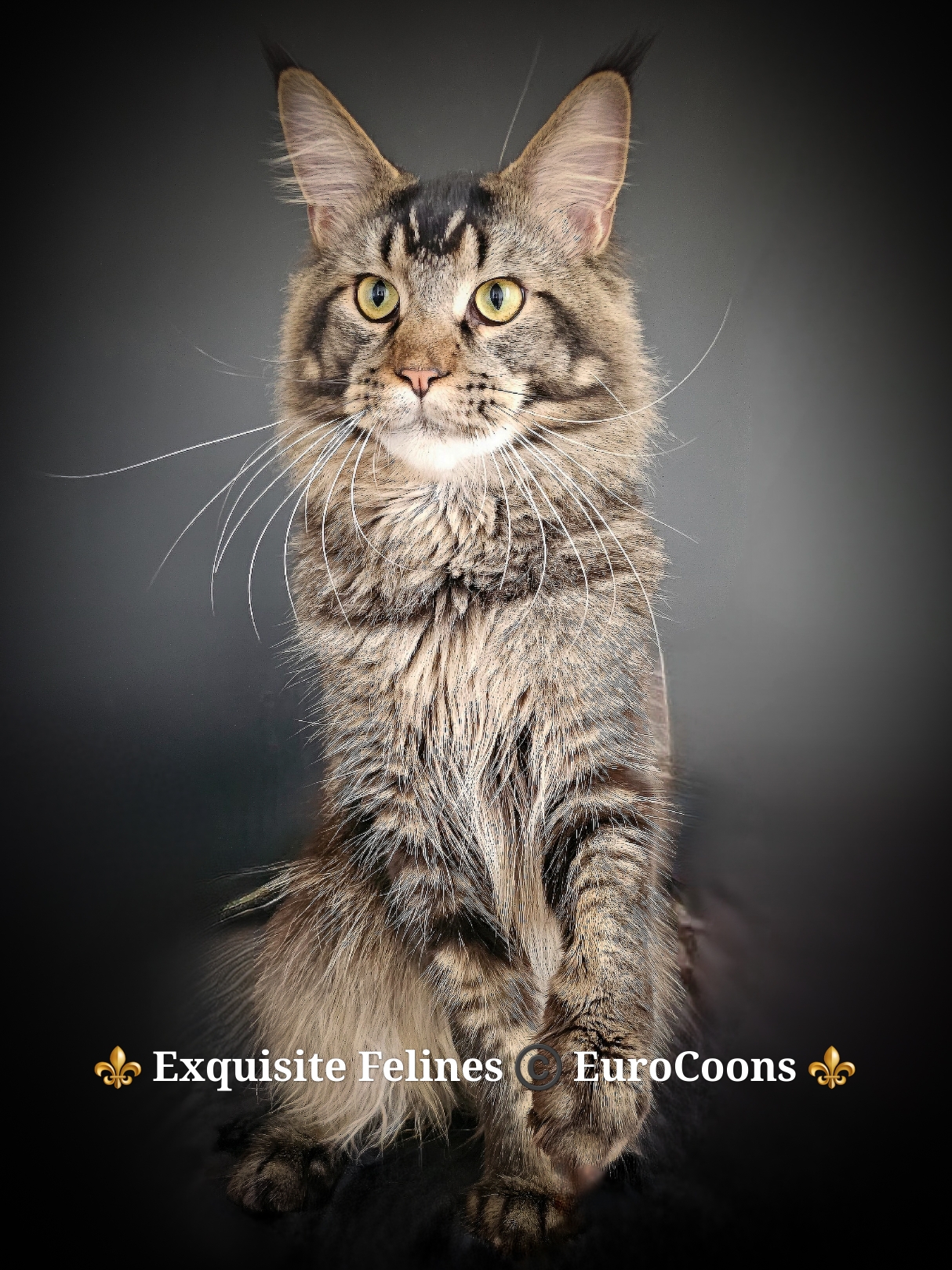 A cat standing on its hind legs in front of a black background.
