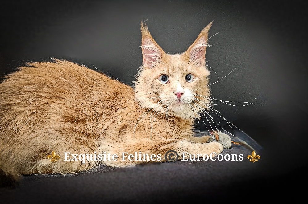 A cat with long hair sitting on the ground.