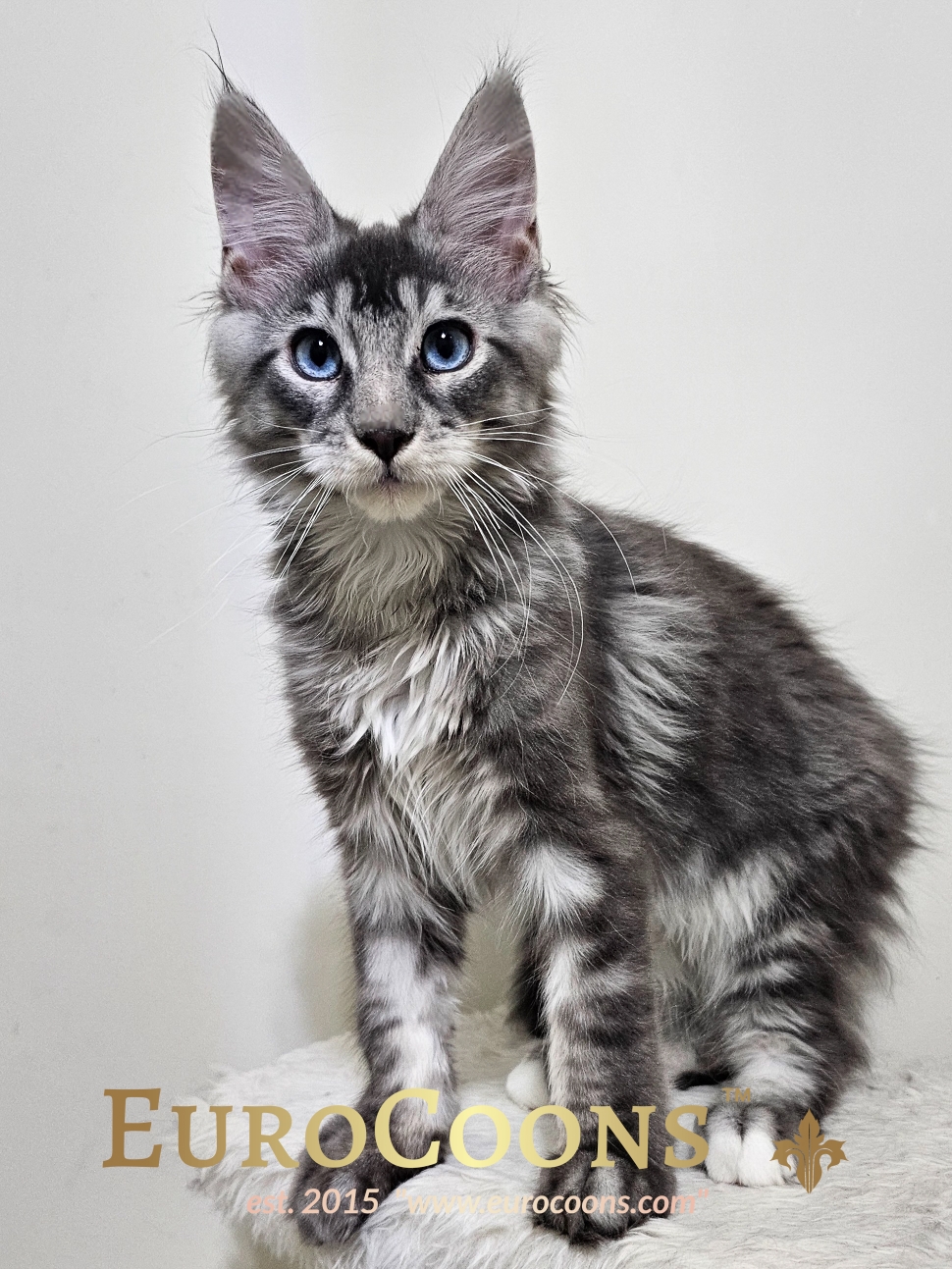 A cat that is standing up looking at the camera.