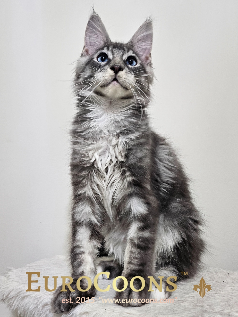 A cat sitting on top of a table looking up.