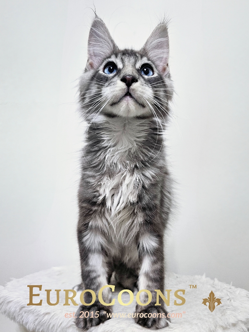 A cat standing on its hind legs looking up.
