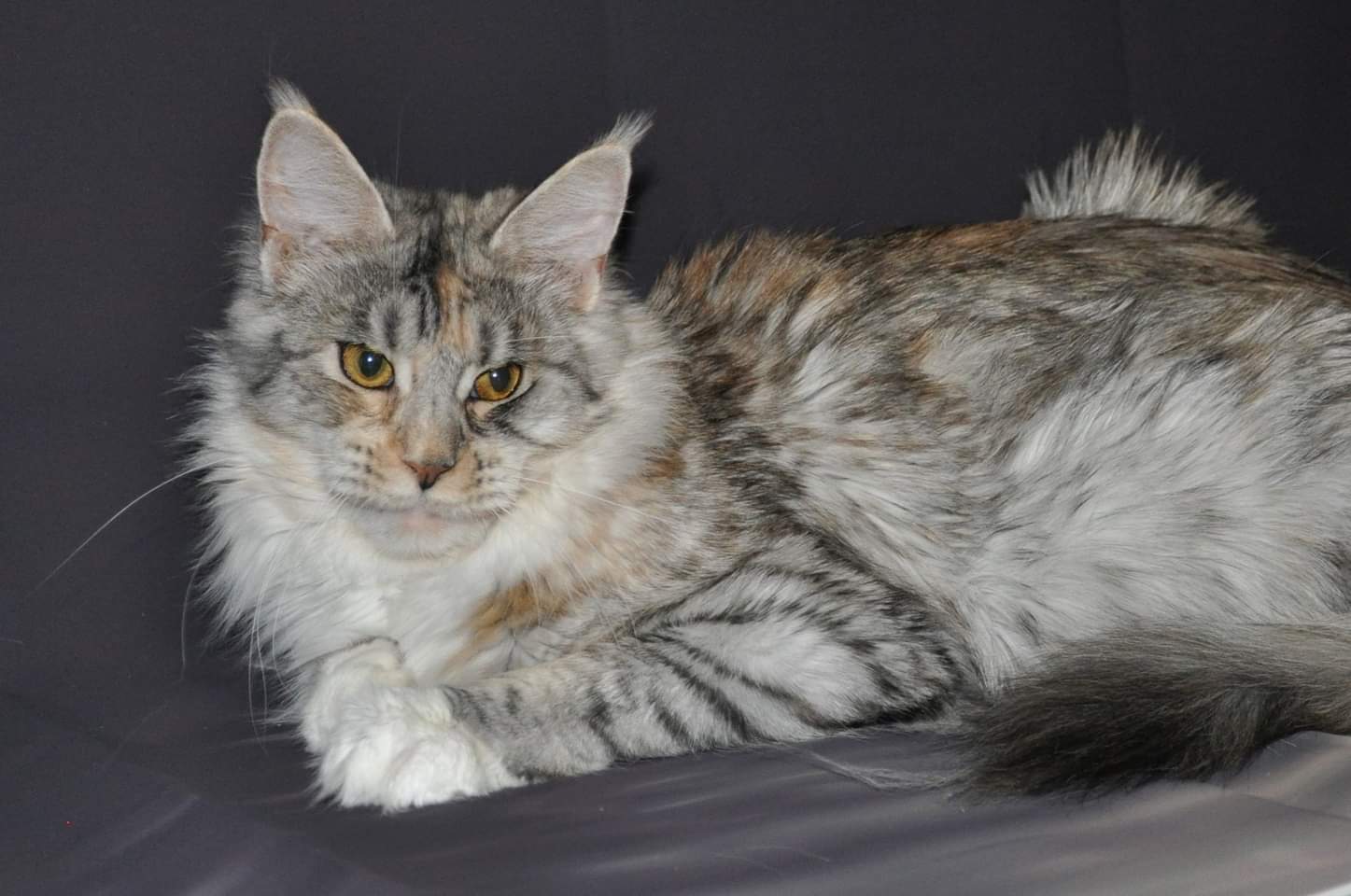 A cat laying on top of a bed.