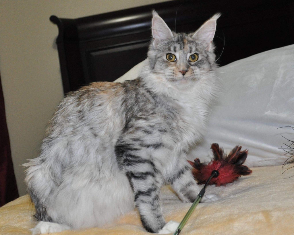 A cat sitting on top of a bed next to a flower.
