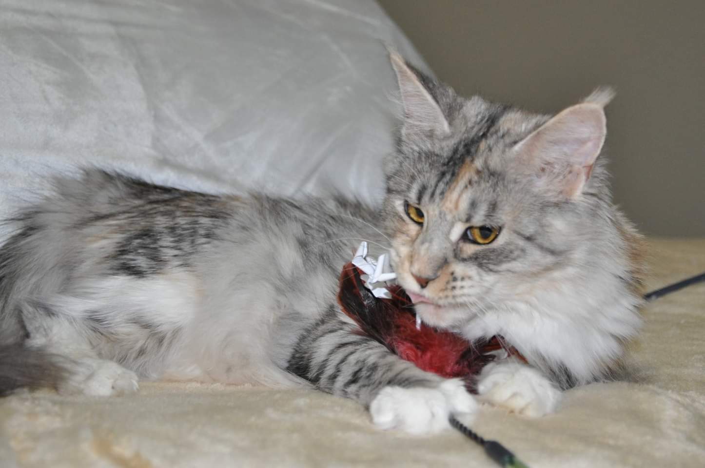 A cat is playing with a toy on the bed.