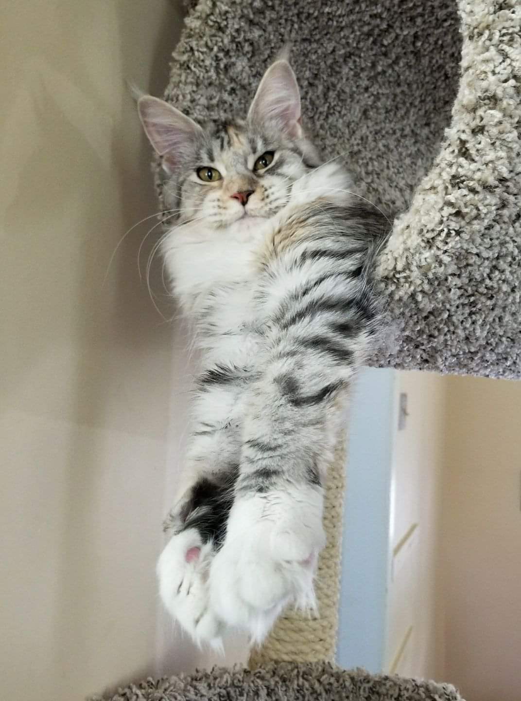A cat is hanging on the wall of a house.
