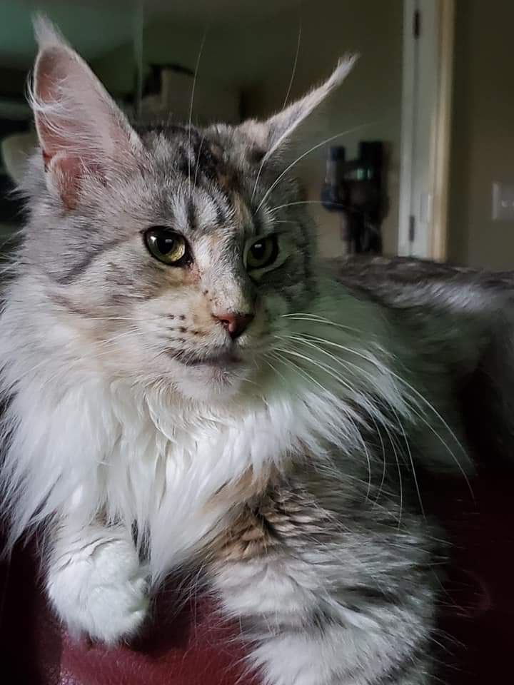 A cat sitting on top of a couch.