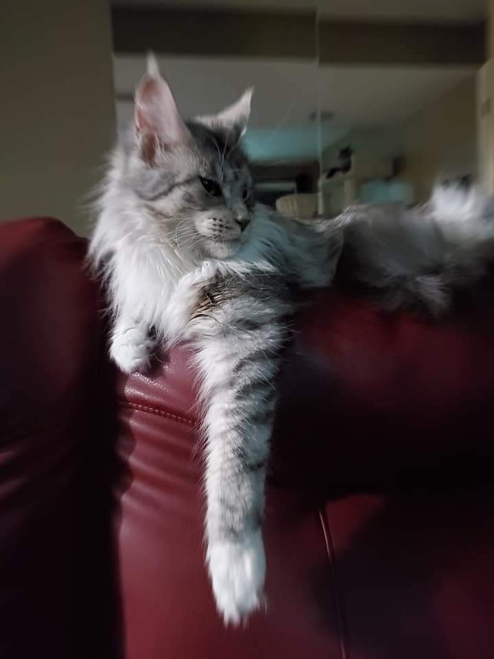 A cat is laying on the arm of a couch.