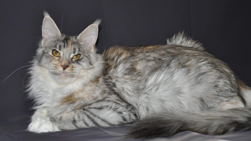 A cat laying on its back with it's head turned to the side.
