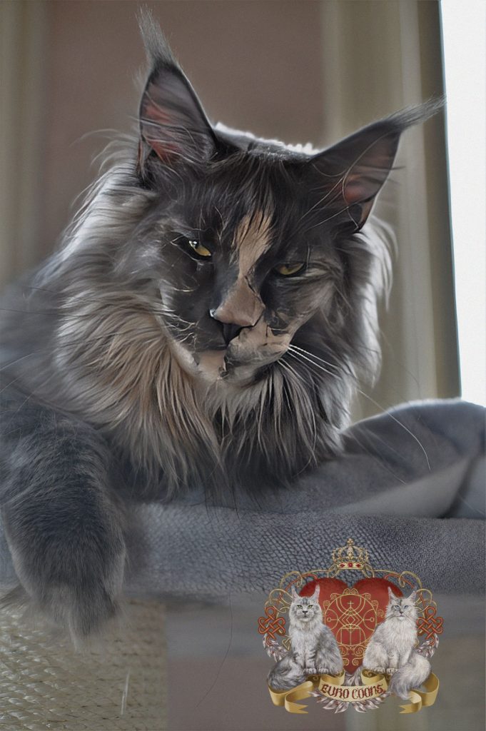A cat sitting on top of a blanket.