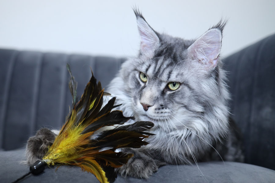 A cat laying on the couch with its head on a feather.