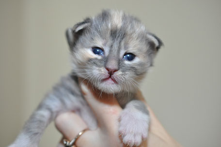 A person holding a kitten in their hand.