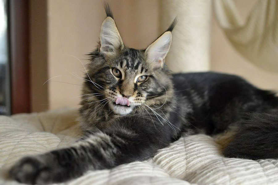 A cat laying on top of the bed with its mouth open.