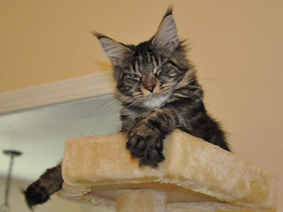A cat sitting on top of a scratching post.