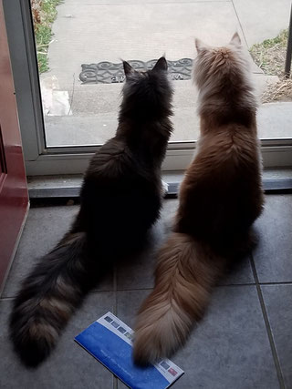 Two cats sitting on the floor looking out a window.