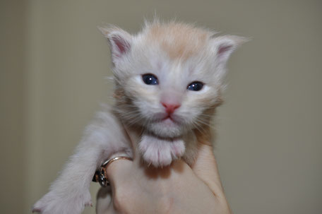 A white kitten is sitting on someones arm
