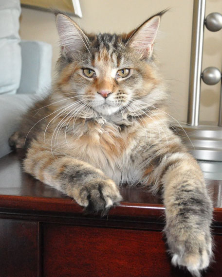 A cat sitting on top of a wooden table.