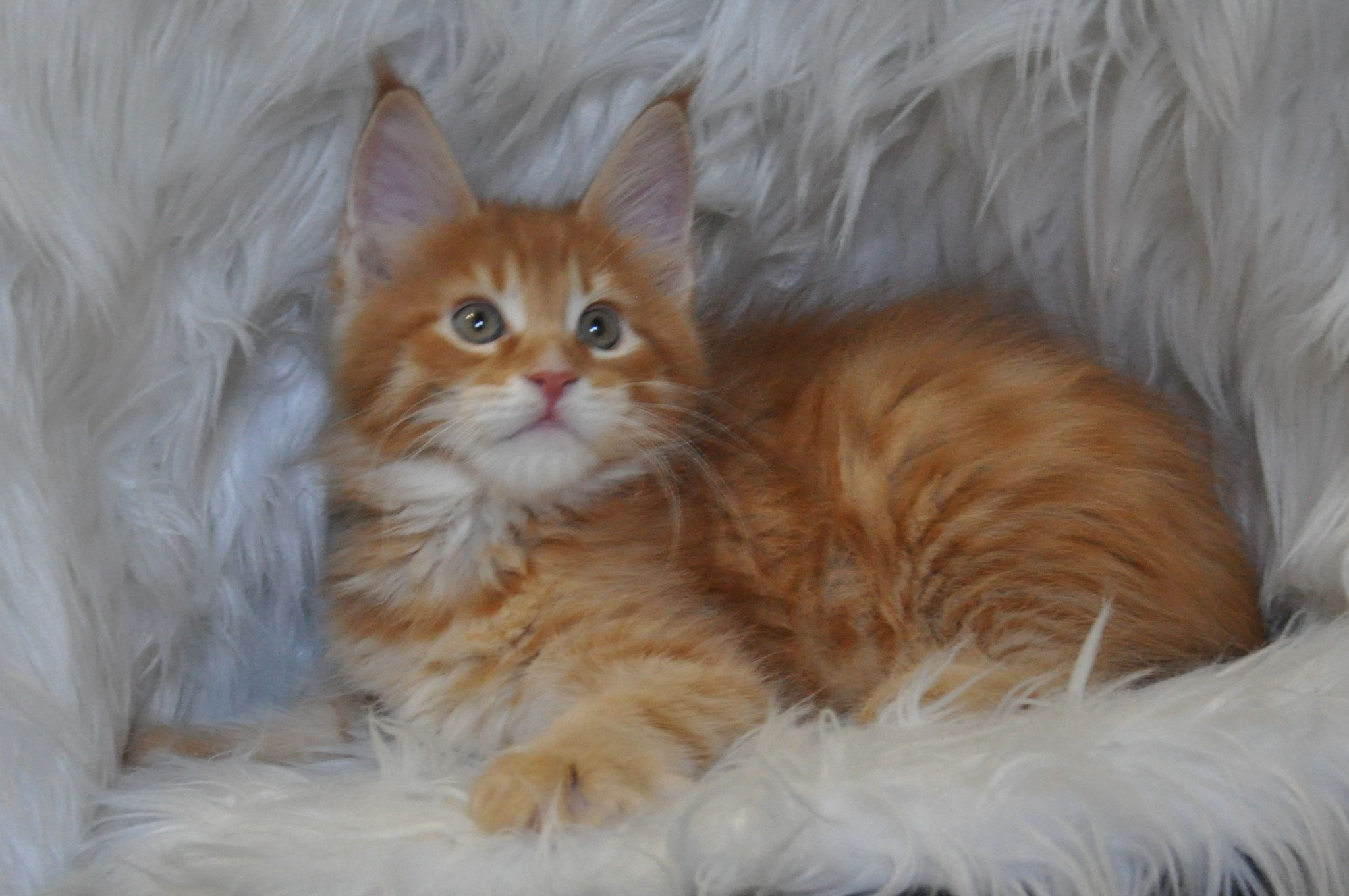 A cat is laying on the fur of a blanket.