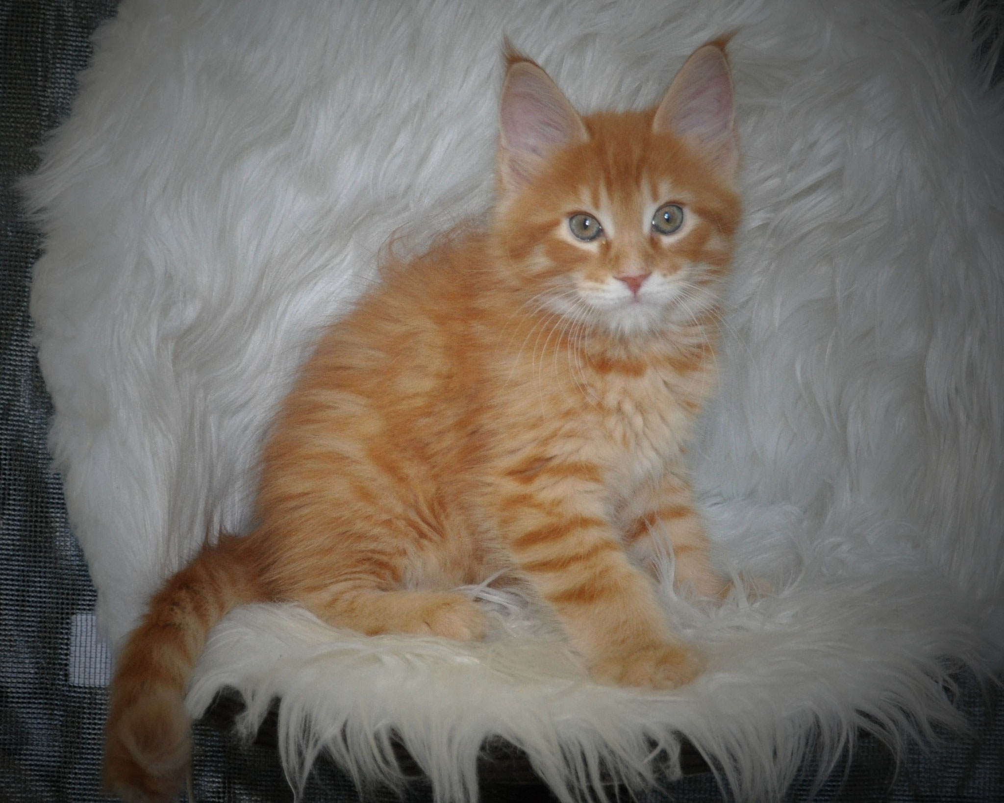 A cat sitting on top of a white fur covered chair.