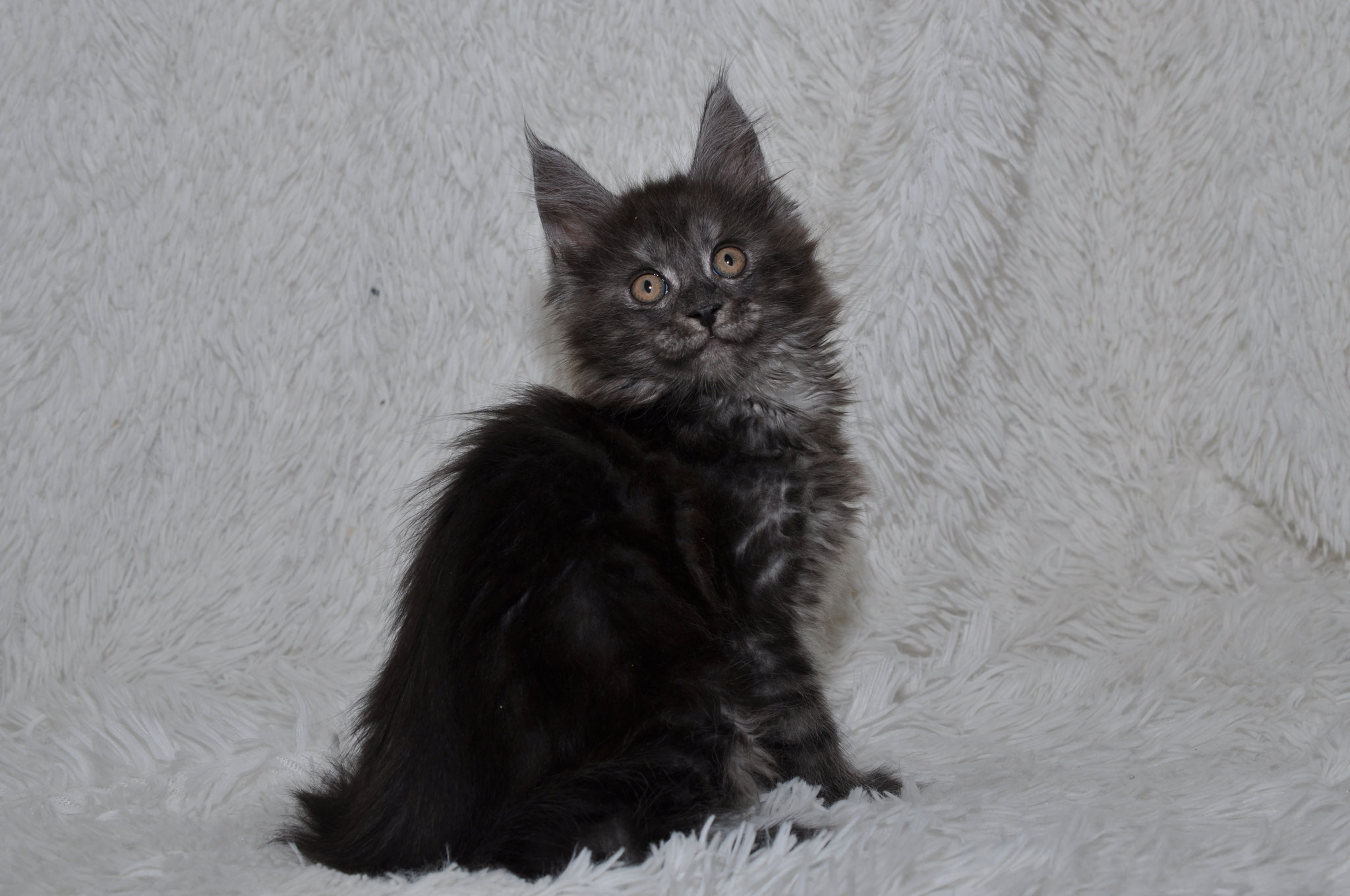A black cat sitting on top of white blanket.